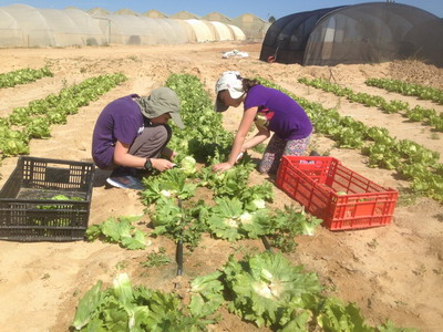 picking lettuces