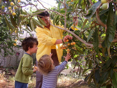 picking loquats