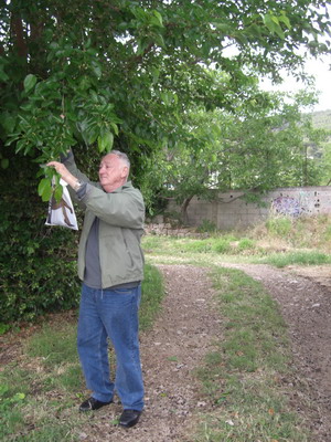 mulberries