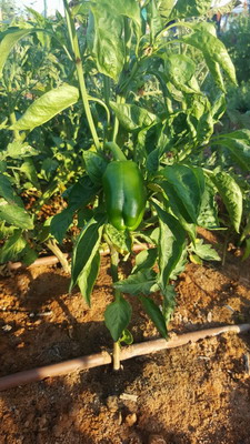 allotment