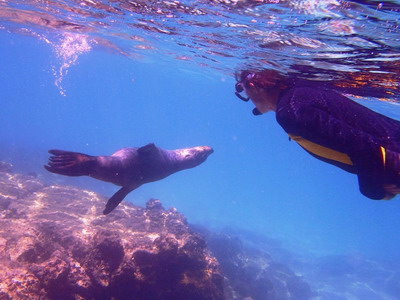 Segolis in the Galapagos