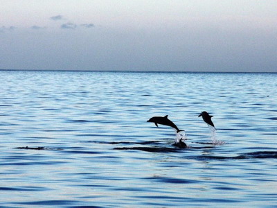 Segolis in the Galapagos