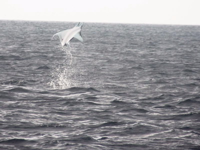 Segolis in the Galapagos