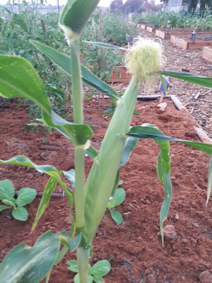 corn in our allotment