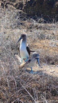 blue footed boobie