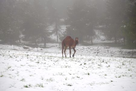 desert snow