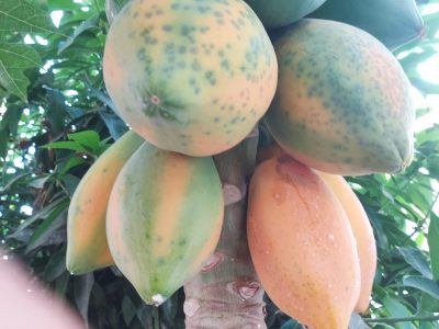 papaya