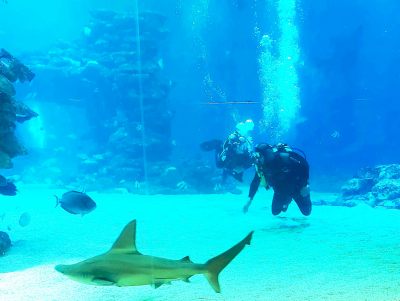 shark dive