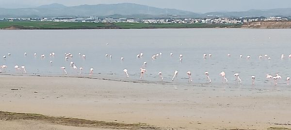 flamingoes