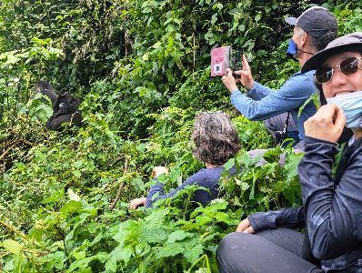 viewing gorillas