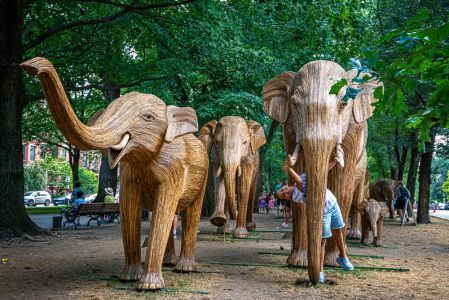 elephants