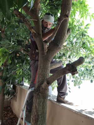 tree doc