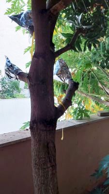 mangoes
