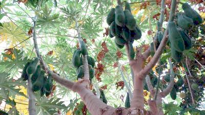 pawpaws
