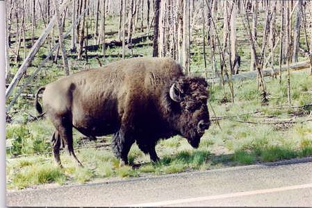 yellowstone