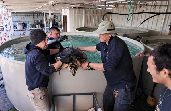 turtle release