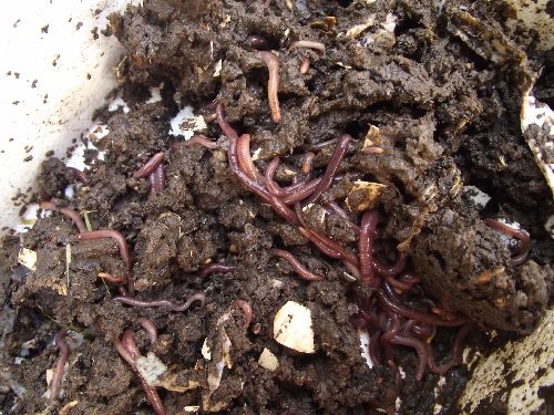 worms