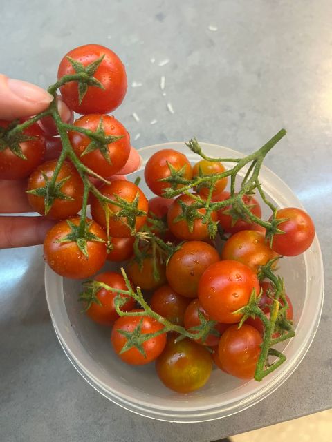 Lior's tomatoes