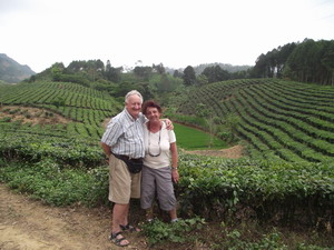 Sapa tea plantation